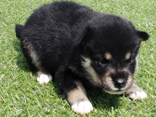 柴犬の子犬(ID:1242711045)の2枚目の写真/更新日:2014-08-13