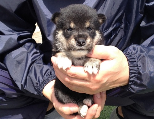 柴犬の子犬(ID:1242711045)の3枚目の写真/更新日:2014-08-13