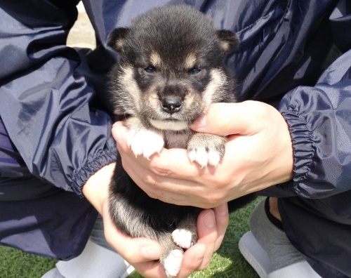 柴犬の子犬(ID:1242711045)の4枚目の写真/更新日:2014-08-13