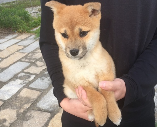 柴犬の子犬(ID:1242711093)の2枚目の写真/更新日:2015-04-24