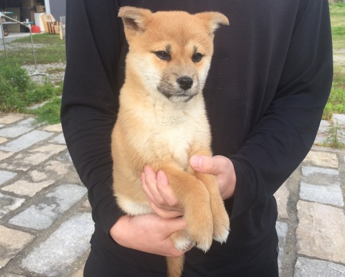 柴犬の子犬(ID:1242711093)の3枚目の写真/更新日:2015-04-24