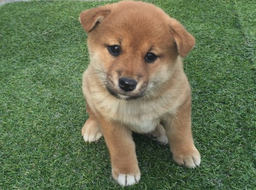 柴犬の子犬(ID:1242711104)の1枚目の写真/更新日:2015-04-24