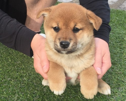 柴犬の子犬(ID:1242711104)の2枚目の写真/更新日:2015-04-24