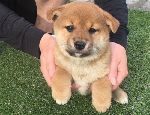 柴犬の子犬(ID:1242711104)の3枚目の写真/更新日:2015-04-24