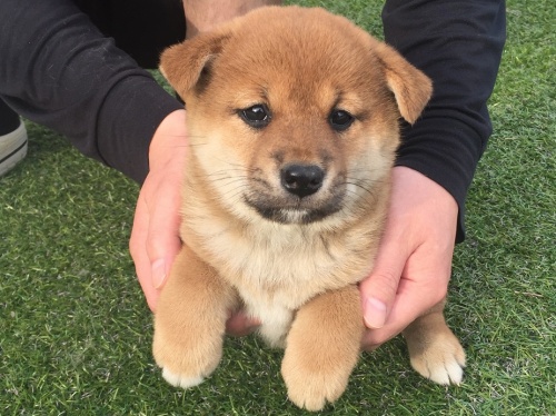 柴犬の子犬(ID:1242711104)の4枚目の写真/更新日:2015-04-24