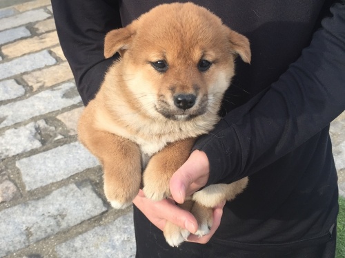 柴犬の子犬(ID:1242711104)の5枚目の写真/更新日:2015-04-24