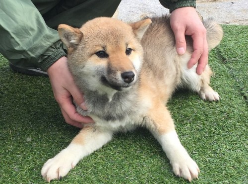 柴犬の子犬(ID:1242711138)の1枚目の写真/更新日:2016-02-03