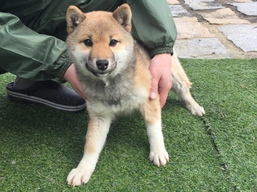 柴犬の子犬(ID:1242711138)の2枚目の写真/更新日:2016-02-03