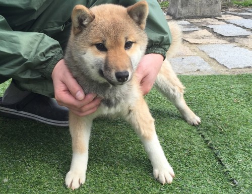 柴犬の子犬(ID:1242711138)の3枚目の写真/更新日:2016-02-03