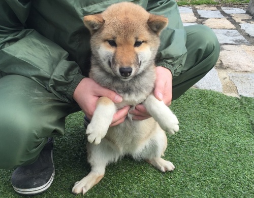 柴犬の子犬(ID:1242711138)の4枚目の写真/更新日:2016-02-03