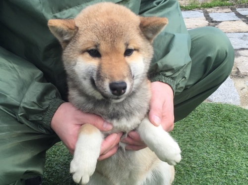 柴犬の子犬(ID:1242711138)の5枚目の写真/更新日:2016-02-03