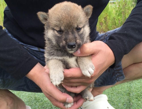 柴犬の子犬(ID:1242711139)の2枚目の写真/更新日:2015-09-27