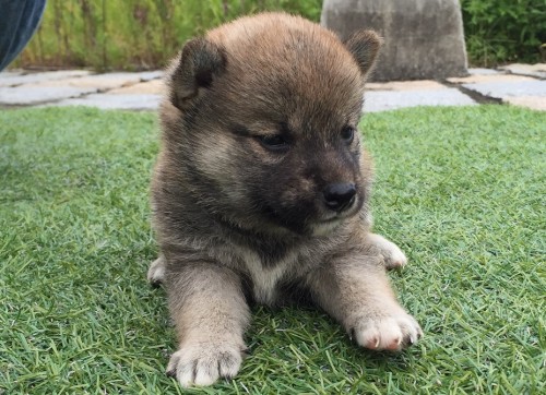 柴犬の子犬(ID:1242711139)の3枚目の写真/更新日:2015-09-27