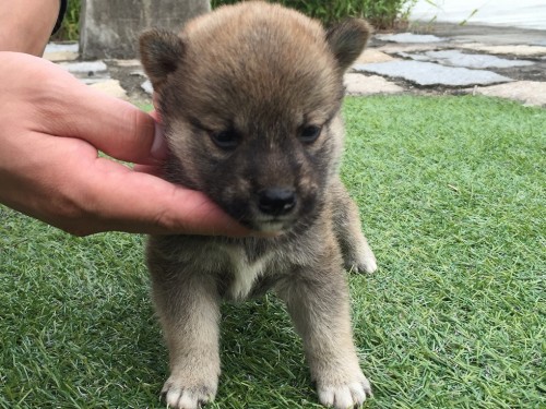 柴犬の子犬(ID:1242711139)の5枚目の写真/更新日:2015-09-27
