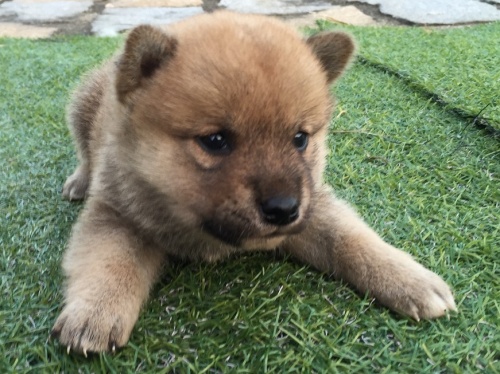 柴犬の子犬(ID:1242711155)の1枚目の写真/更新日:2015-10-23