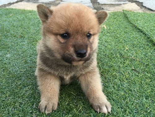 柴犬の子犬(ID:1242711155)の2枚目の写真/更新日:2015-10-23