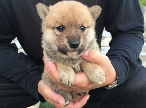 柴犬の子犬(ID:1242711155)の3枚目の写真/更新日:2015-10-23