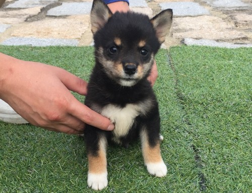 Č̎qiID:1242711214j1ڂ̎ʐ^/XV:2016-09-14