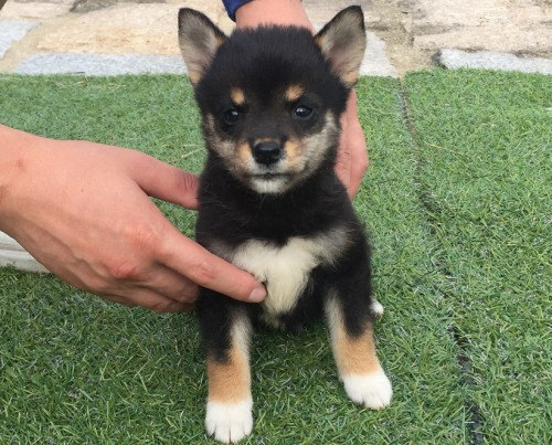 Č̎qiID:1242711214j2ڂ̎ʐ^/XV:2016-09-14