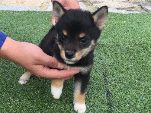 Č̎qiID:1242711214j3ڂ̎ʐ^/XV:2016-09-14