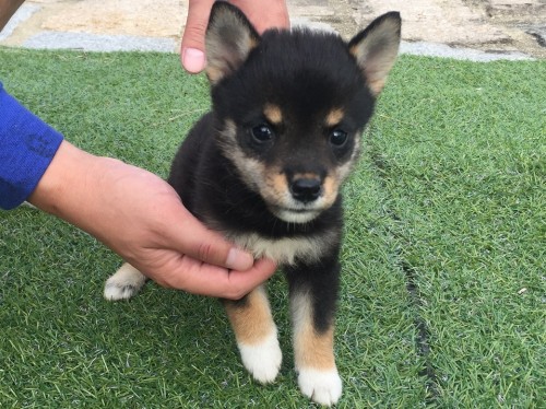 Č̎qiID:1242711214j4ڂ̎ʐ^/XV:2016-09-14