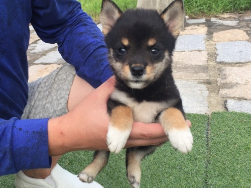 Č̎qiID:1242711214j5ڂ̎ʐ^/XV:2016-09-14