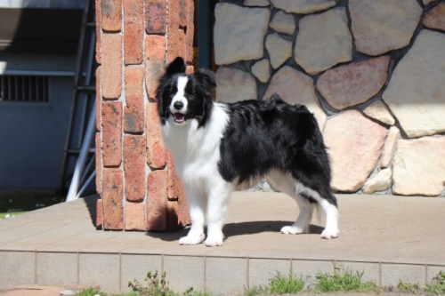 ボーダーコリーの子犬（ID:1242811028）の2枚目の写真/更新日:2022-10-16