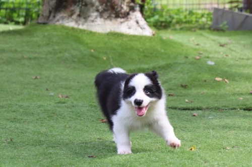 ボーダーコリーの子犬（ID:1242811033）の3枚目の写真/更新日:2023-09-21