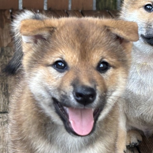 柴犬の子犬(ID:1243111057)の1枚目の写真/更新日:2026-08-19