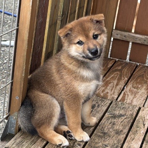 柴犬の子犬(ID:1243111057)の2枚目の写真/更新日:2026-08-16