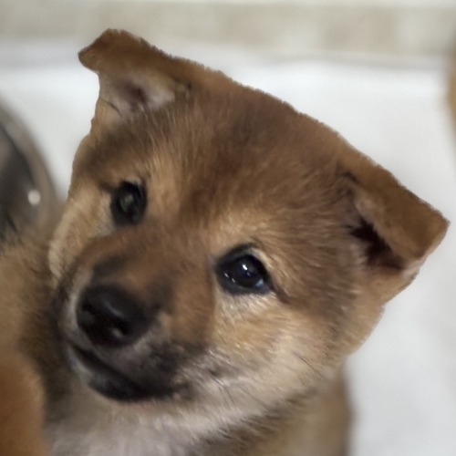 柴犬の子犬(ID:1243111057)の3枚目の写真/更新日:2026-08-16