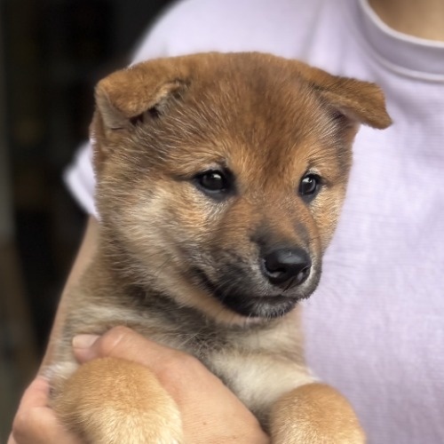 柴犬の子犬(ID:1243111057)の4枚目の写真/更新日:2026-08-16