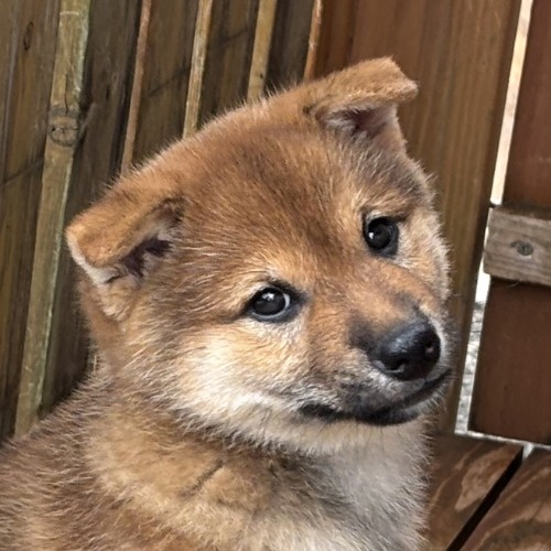 柴犬の子犬(ID:1243111057)の5枚目の写真/更新日:2026-08-19