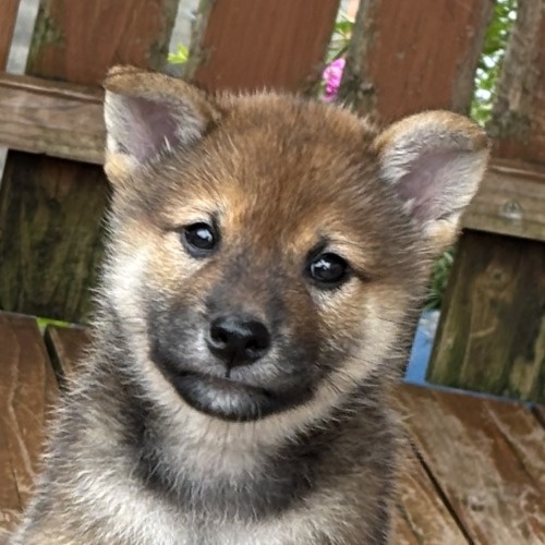 柴犬の子犬(ID:1243111058)の1枚目の写真/更新日:2026-08-16