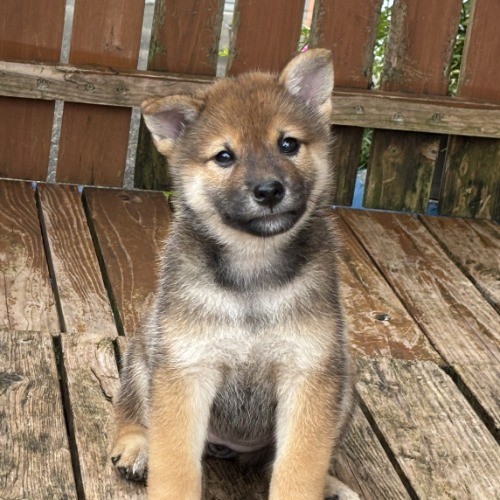 柴犬の子犬(ID:1243111058)の2枚目の写真/更新日:2026-08-16