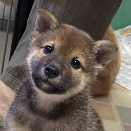 柴犬の子犬(ID:1243111058)の3枚目の写真/更新日:2026-08-16