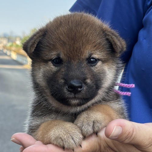 柴犬の子犬(ID:1243111058)の4枚目の写真/更新日:2026-08-16