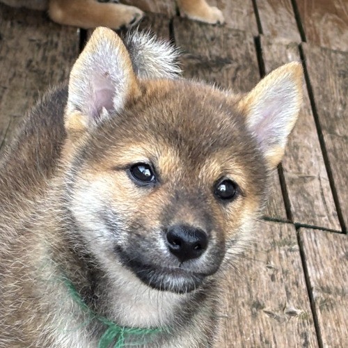 柴犬の子犬(ID:1243111059)の1枚目の写真/更新日:2026-08-19