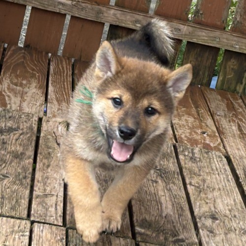 柴犬の子犬(ID:1243111059)の2枚目の写真/更新日:2026-08-16