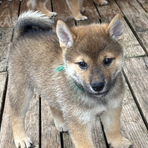 柴犬の子犬(ID:1243111059)の3枚目の写真/更新日:2026-08-16