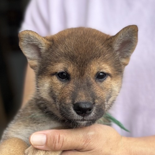 柴犬の子犬(ID:1243111059)の4枚目の写真/更新日:2026-08-16