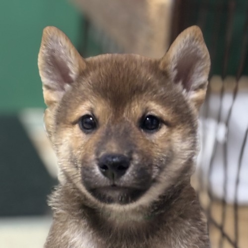 柴犬の子犬(ID:1243111059)の5枚目の写真/更新日:2026-08-19