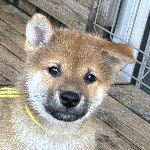 柴犬の子犬(ID:1243111060)の1枚目の写真/更新日:2026-08-19