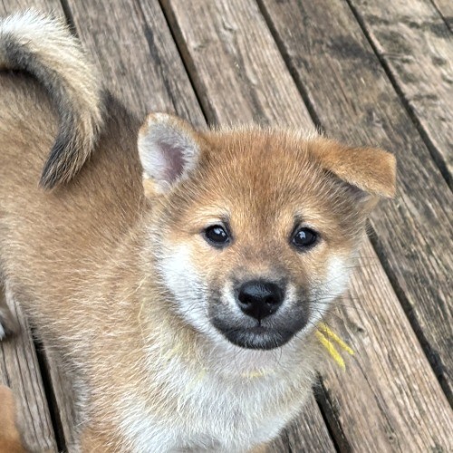 柴犬の子犬(ID:1243111060)の2枚目の写真/更新日:2026-08-16