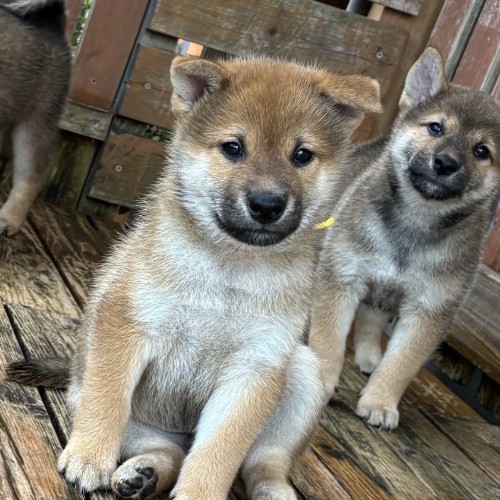 柴犬の子犬(ID:1243111060)の3枚目の写真/更新日:2026-08-16