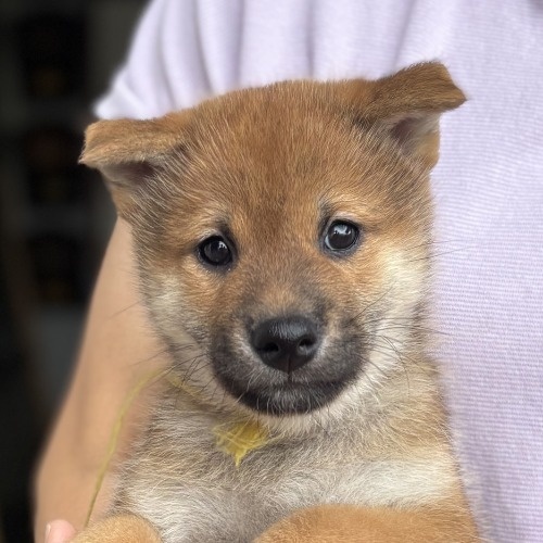 柴犬の子犬(ID:1243111060)の4枚目の写真/更新日:2026-08-16