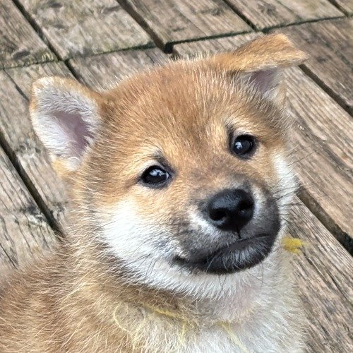 柴犬の子犬(ID:1243111060)の5枚目の写真/更新日:2026-08-19