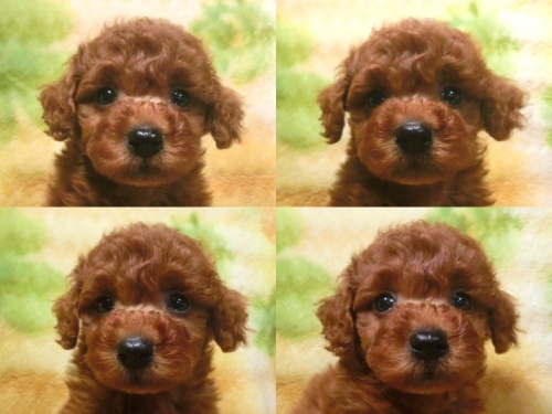 トイプードルの子犬（ID:1243311142）の4枚目の写真/更新日:2014-11-13