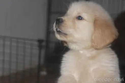 ゴールデンレトリバーの子犬（ID:1243411100）の2枚目の写真/更新日:2023-02-09