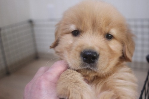 ゴールデンレトリバーの子犬（ID:1243411146）の1枚目の写真/更新日:2022-03-09
